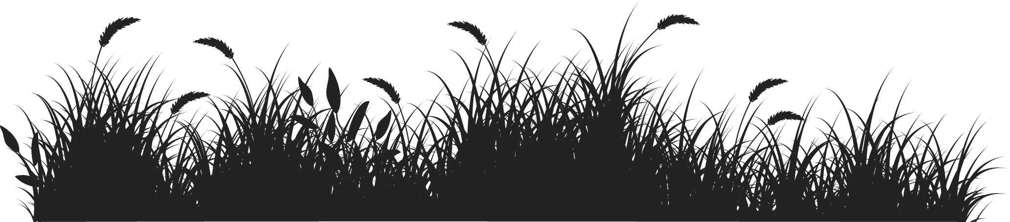 black-grass